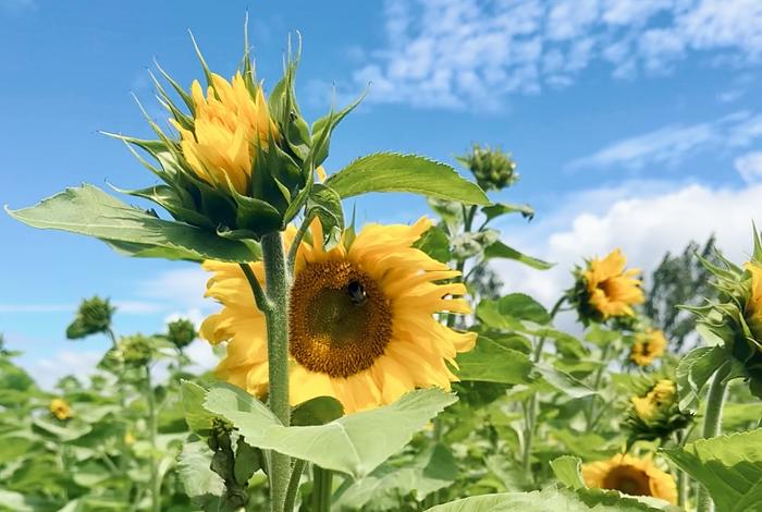 Sunflower Sundowner at Ruamāhanga Farm logo